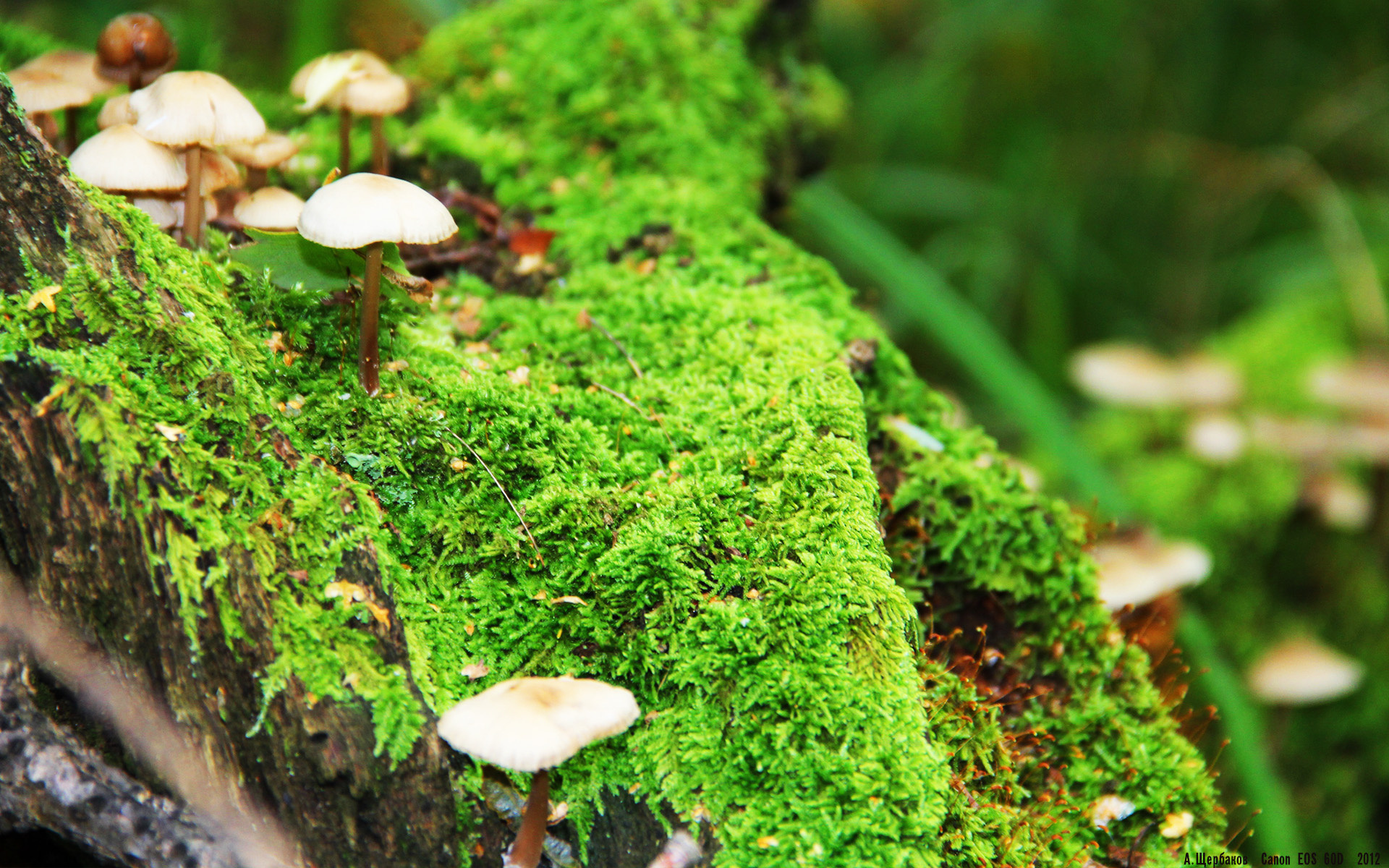 悬念终结者,希腊神话映照下的足球启示录—从曼联的提前出局到巴斯托尼的焦点战接管